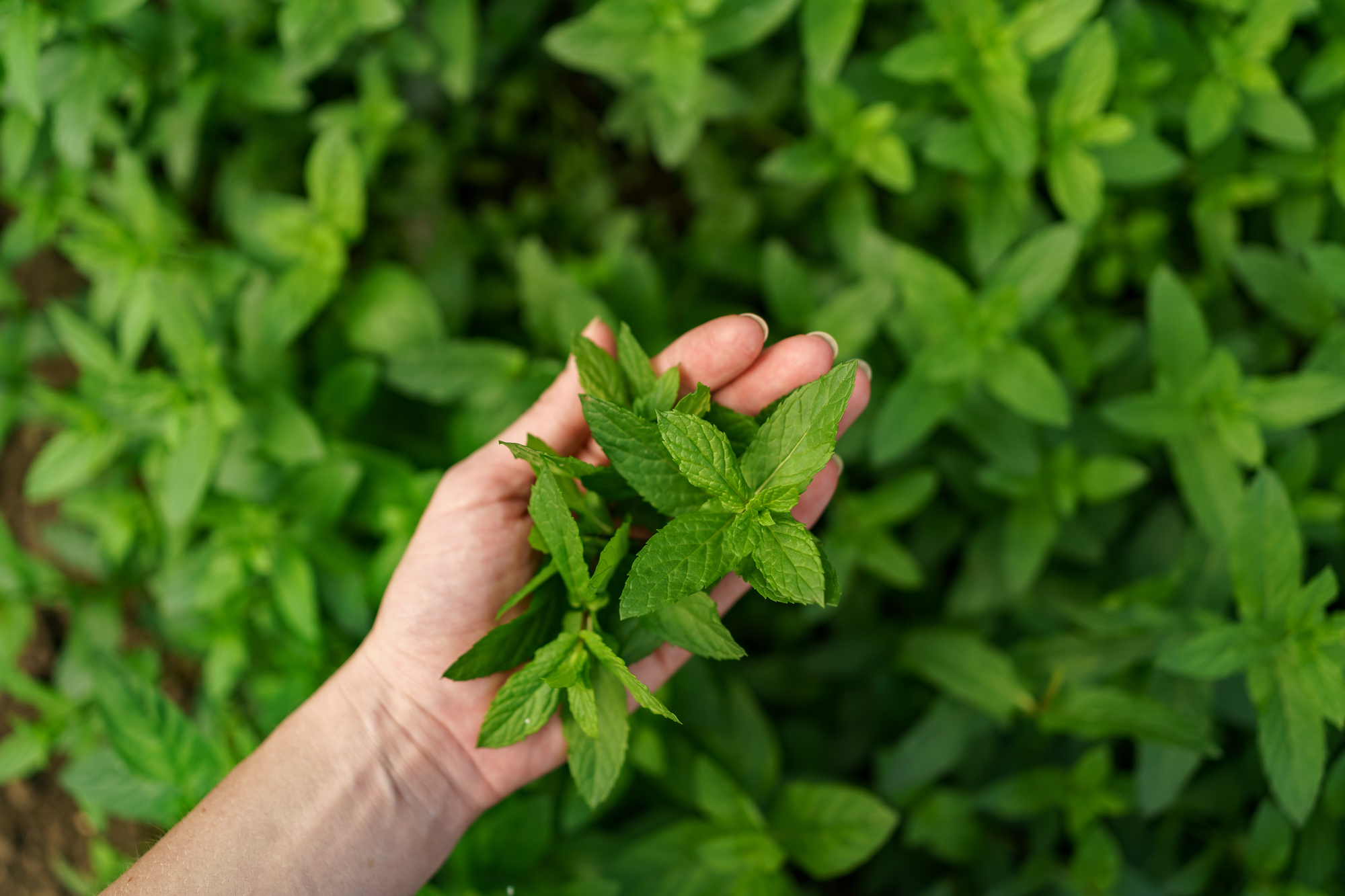 bunch-fresh-mint-female-hands (1)